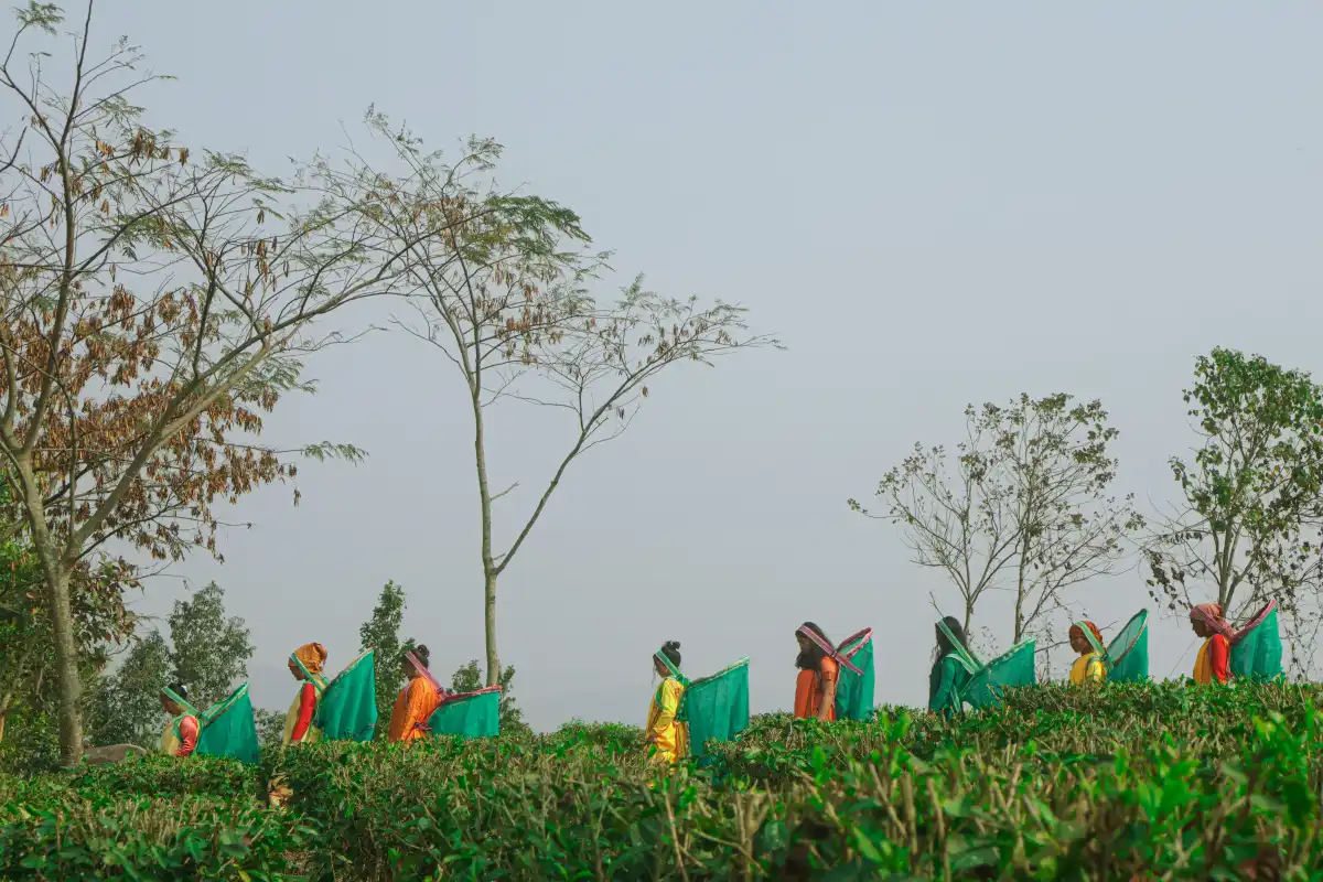 Tea Trails Journey